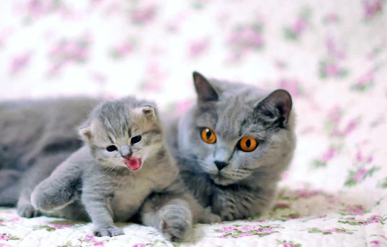 Photo wallpaper language, cat, look, grey, blur, baby, bed, lies