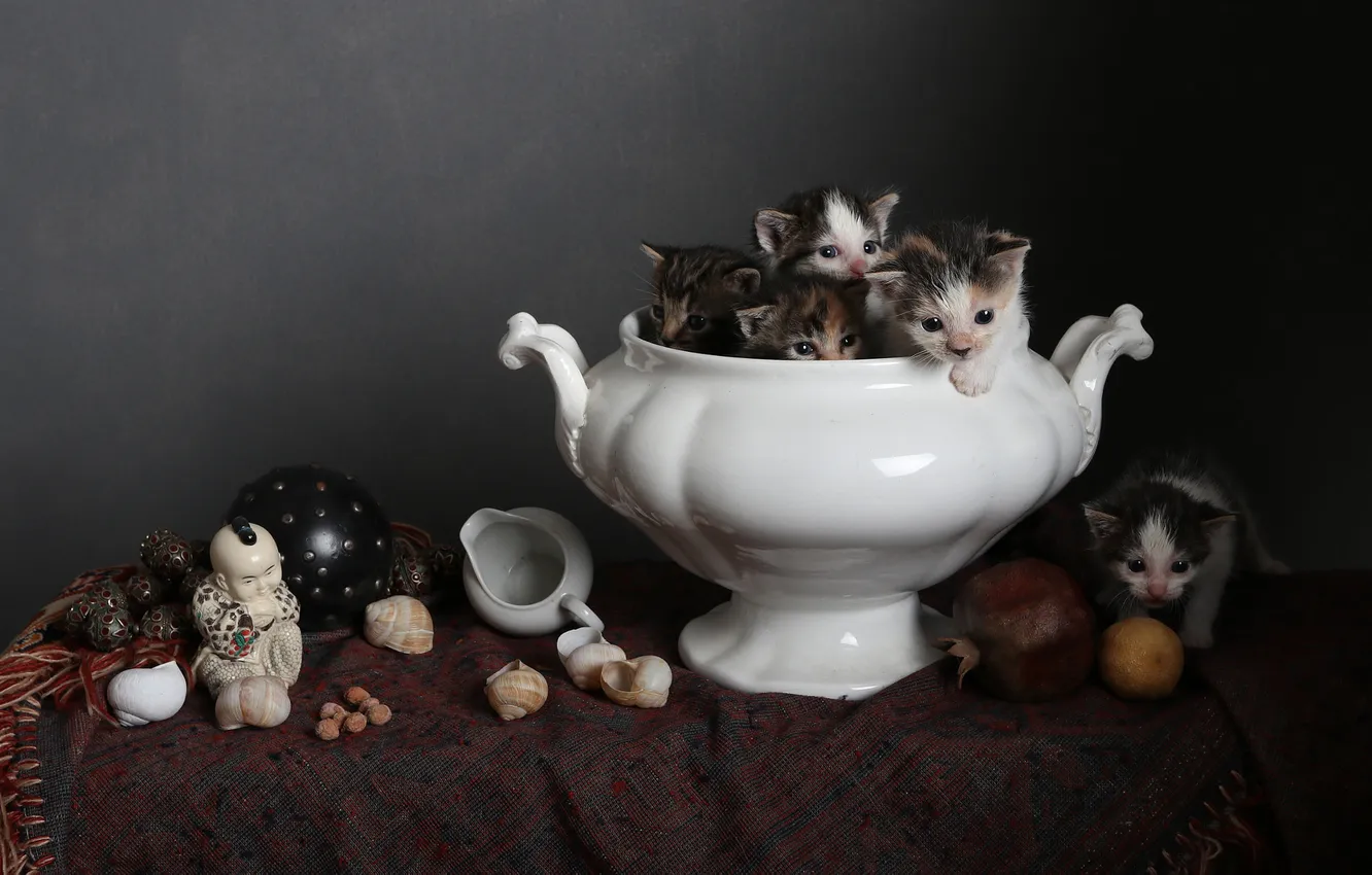 Photo wallpaper look, balls, cats, the dark background, lemon, kittens, fabric, white