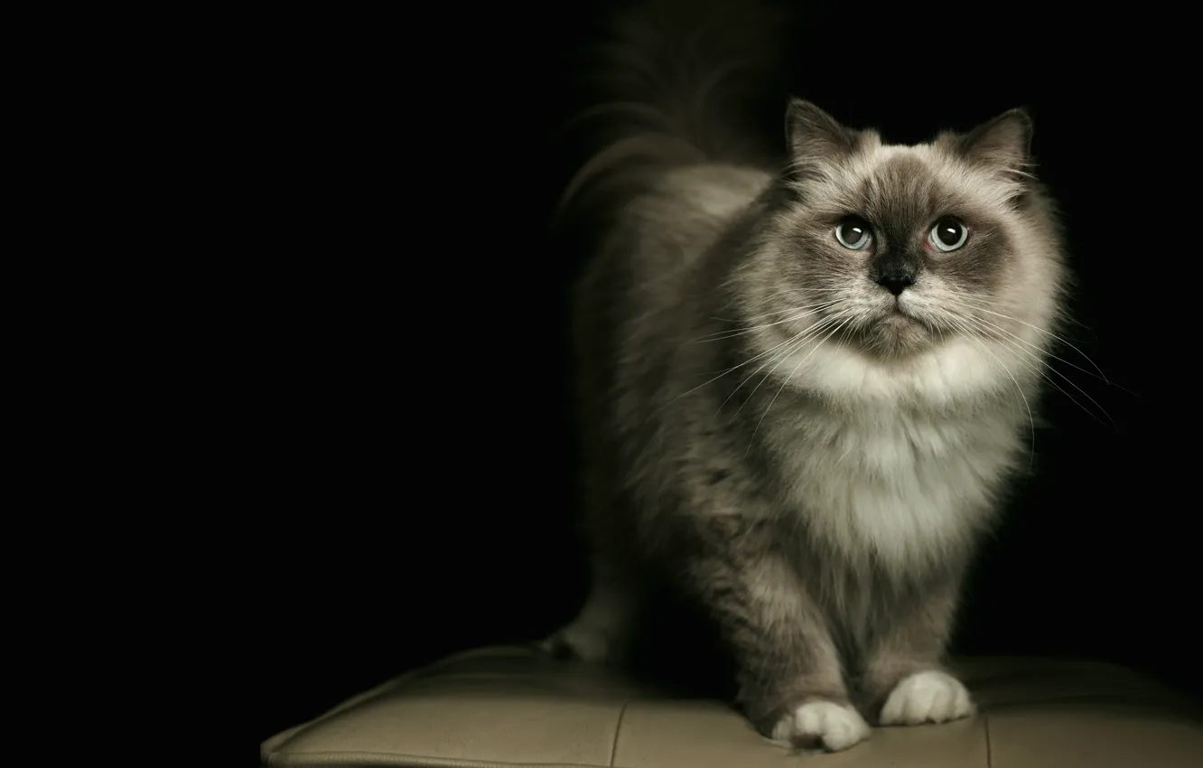 Photo wallpaper cat, cat, black background, Ragdoll