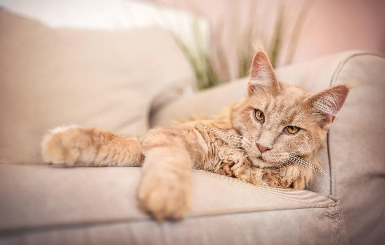 Photo wallpaper cat, cat, look, face, room, sofa, paws, lies