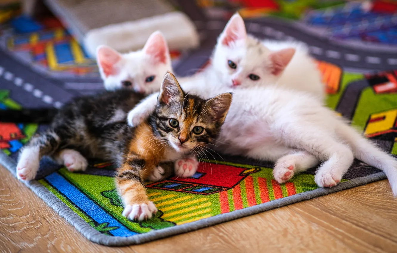 Photo wallpaper family, Mat, kitty