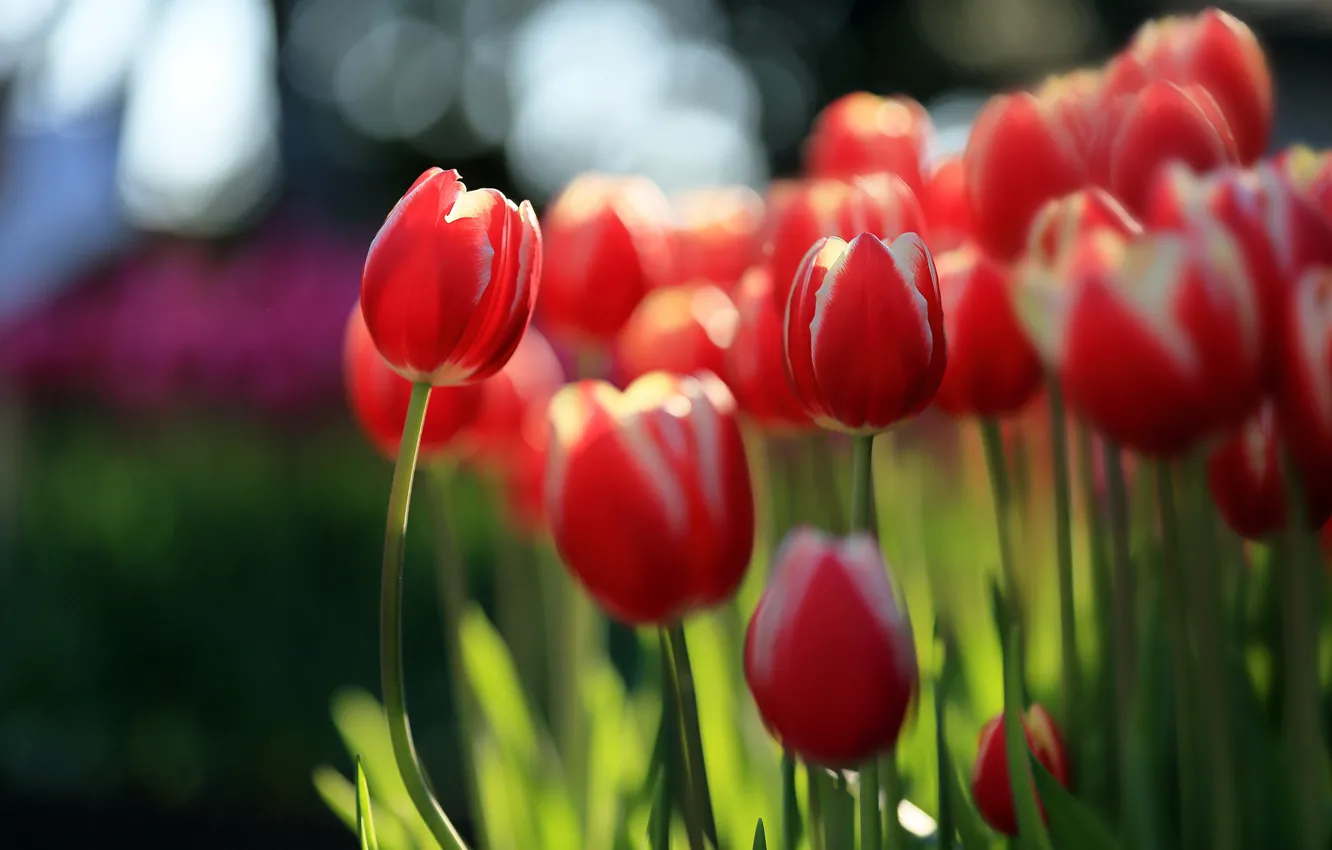 Photo wallpaper leaves, the sun, glare, tulips, red, buds, bokeh