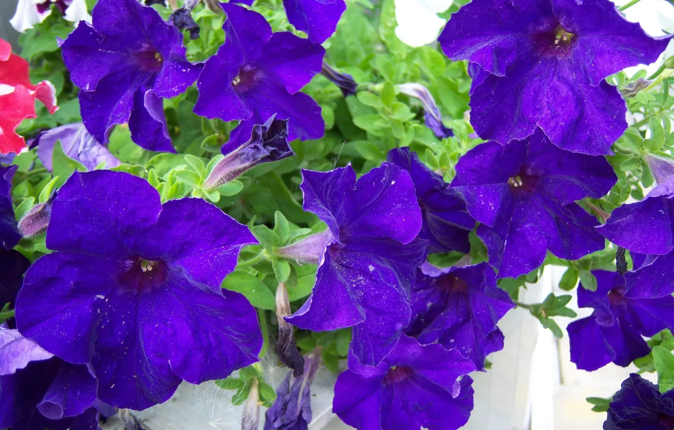Photo wallpaper flowers, dark, Petunia, Mamala ©
