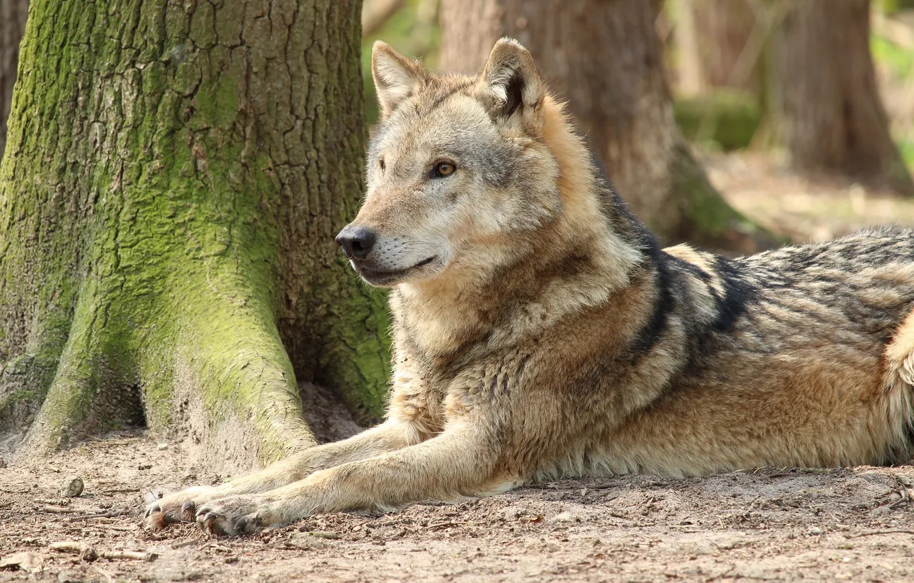 Photo wallpaper Predator, nature, snow, face, animal, wolf, wolves, canis lupus