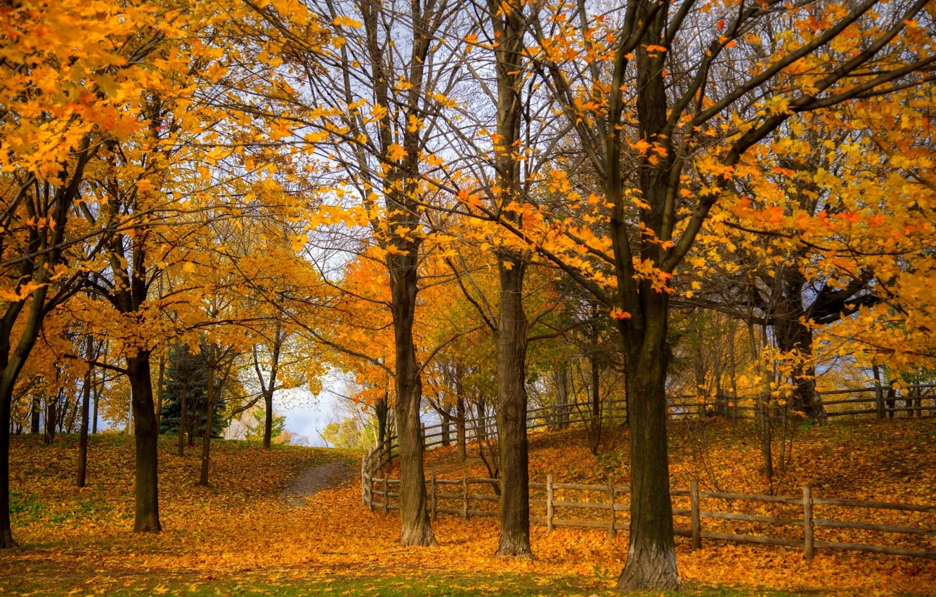 Photo wallpaper road, autumn, forest, leaves, trees, nature, Park, colors