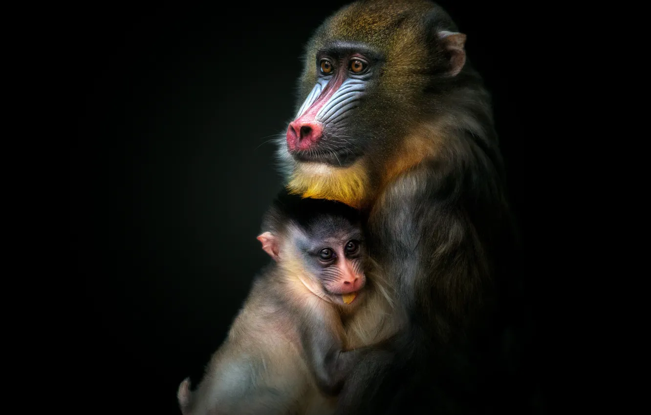 Photo wallpaper monkey, cub, black background, the dark background
