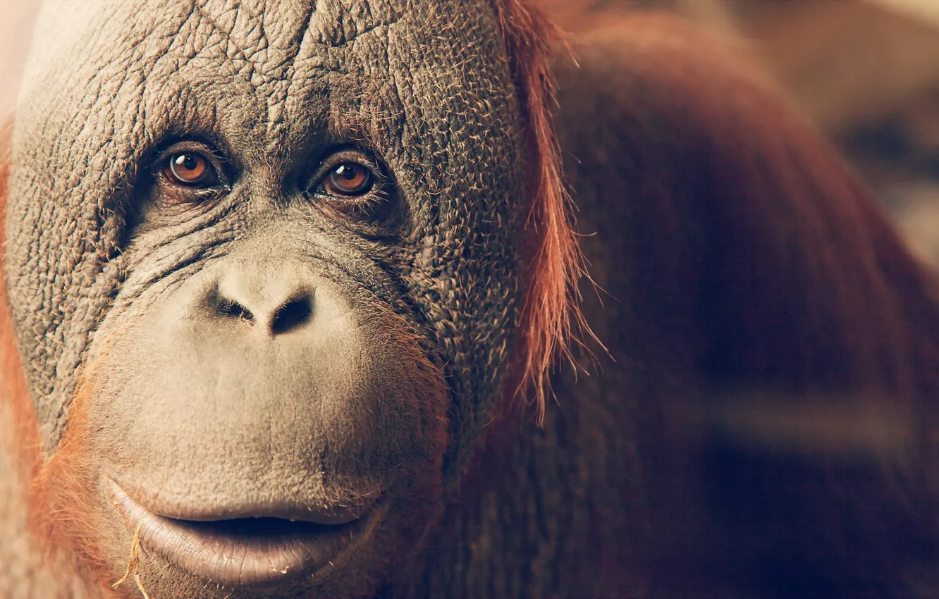 Photo wallpaper look, monkey, Orangutan