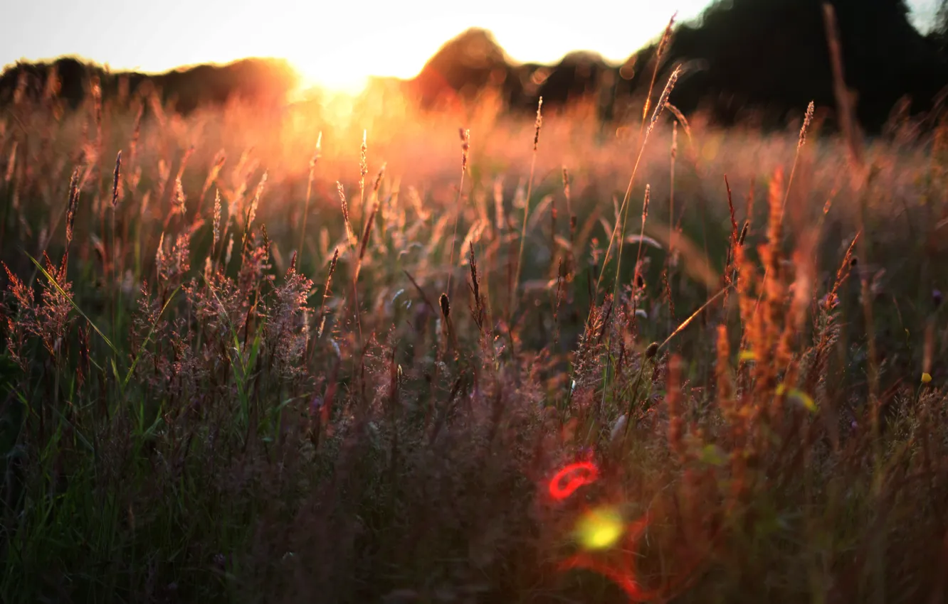 Photo wallpaper field, summer, grass, the sun