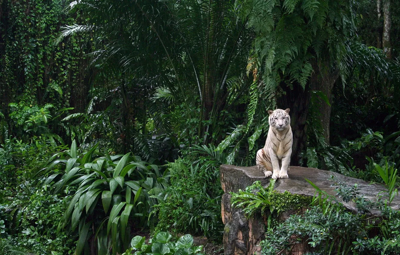 Photo wallpaper look, nature, rocks, animal, danger, plant, predator, jungle