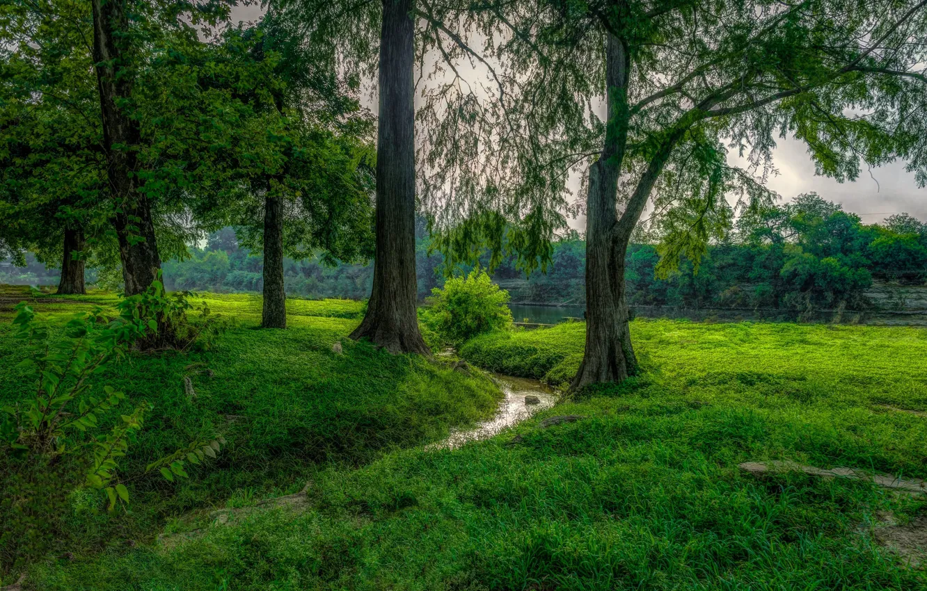 Photo wallpaper grass, trees, river, photo, glade
