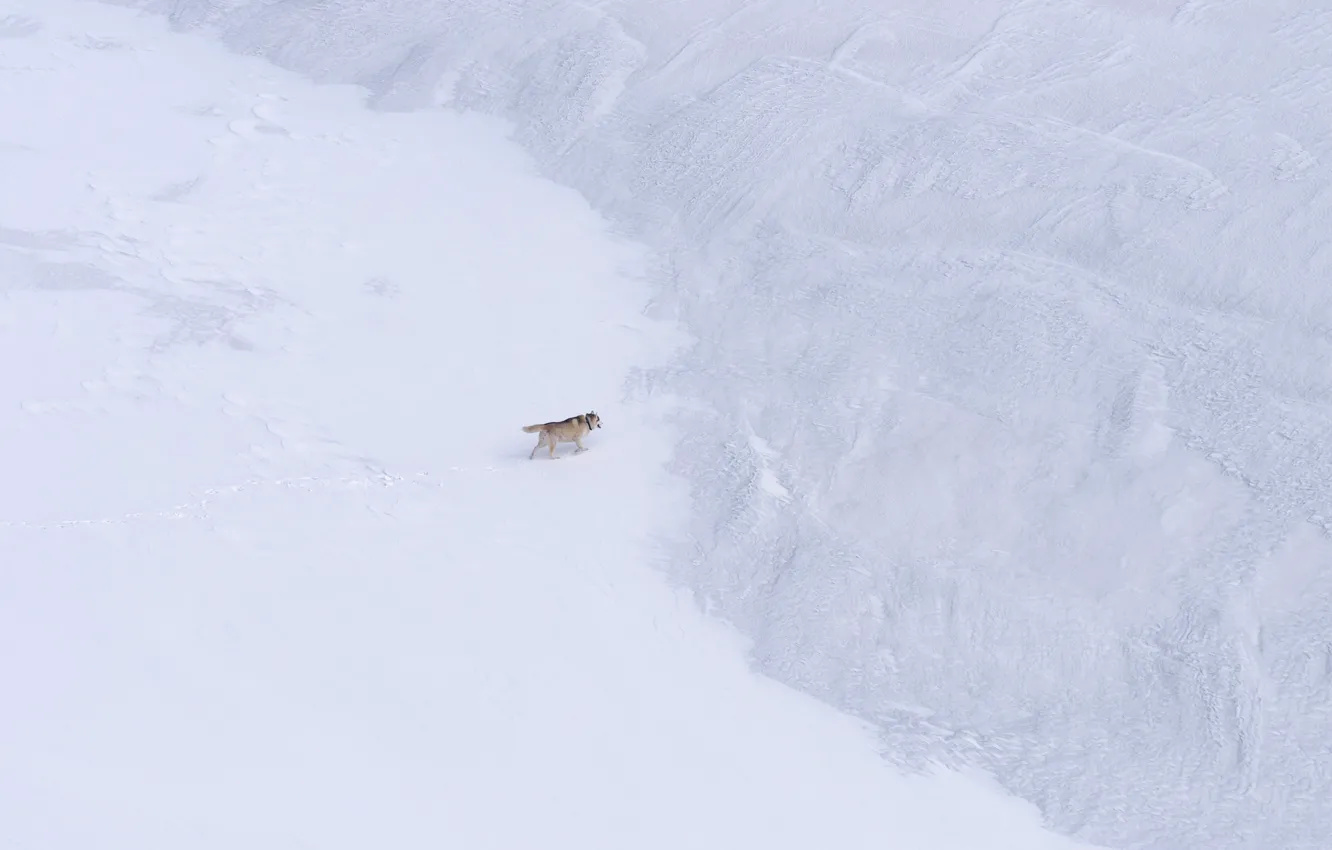 Photo wallpaper snow, nature, dog