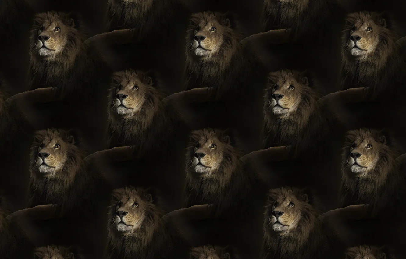 Photo wallpaper texture, Leo, king, mane