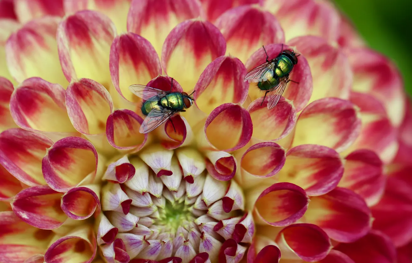 Photo wallpaper macro, flowers, fly, dahlias