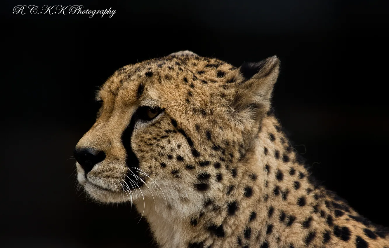 Photo wallpaper face, predator, Cheetah, profile