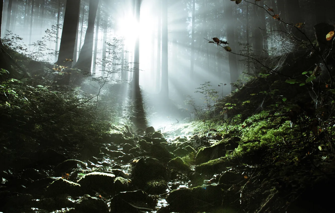 Photo wallpaper forest, nature, stream, web