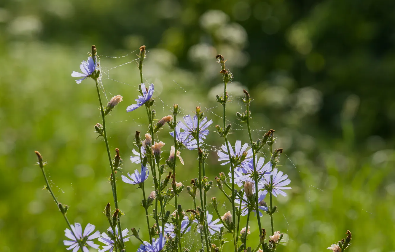 Photo wallpaper summer, flowers, background, bokeh, chicory, dew drops