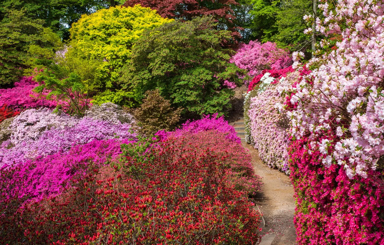 Photo wallpaper trees, flowers, England, alley, the bushes, Windsor great Park