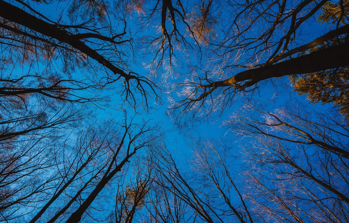 Photo wallpaper autumn, the sky, trees, nature