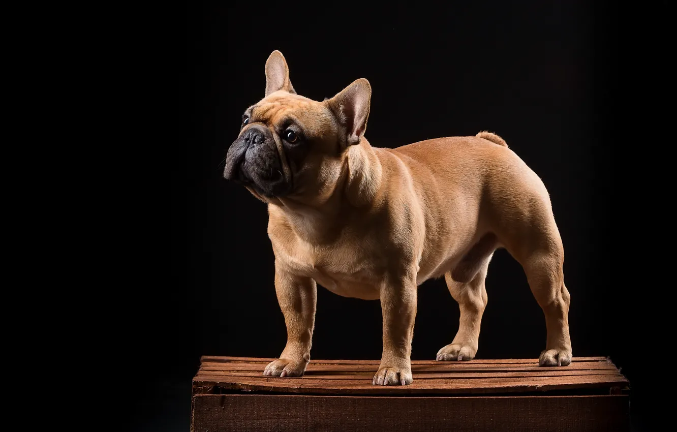 Photo wallpaper dog, box, French bulldog