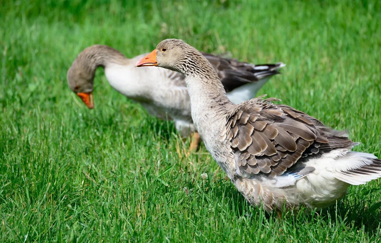 Photo wallpaper grey, glade, pair, greens, summer, grass, geese, grazing
