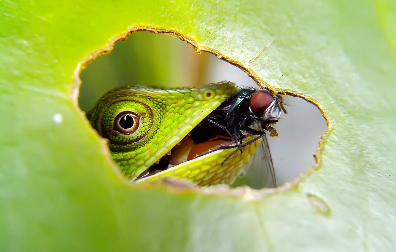 Photo wallpaper leaf, lizard, yummy, mining, reptile