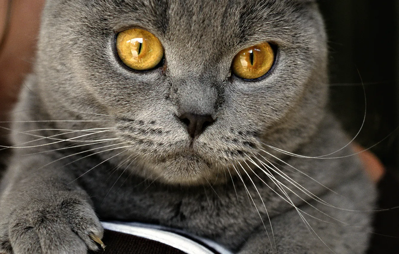 Photo wallpaper eyes, cat, grey, on the couch, British, home