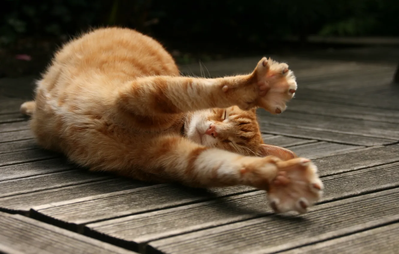 Photo wallpaper cat, red, potyagushki