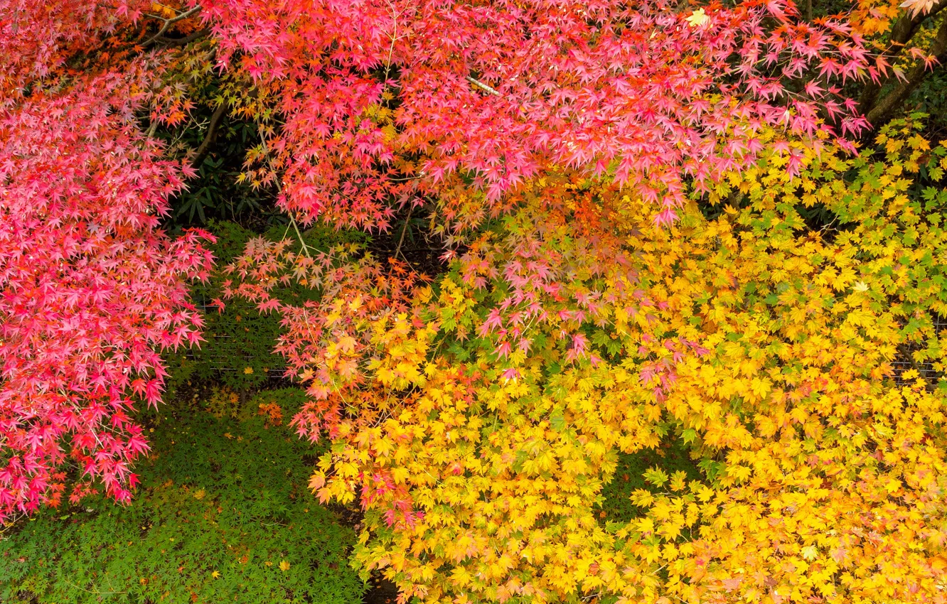 Photo wallpaper autumn, leaves, Park, paint, Japan, maple, the crimson