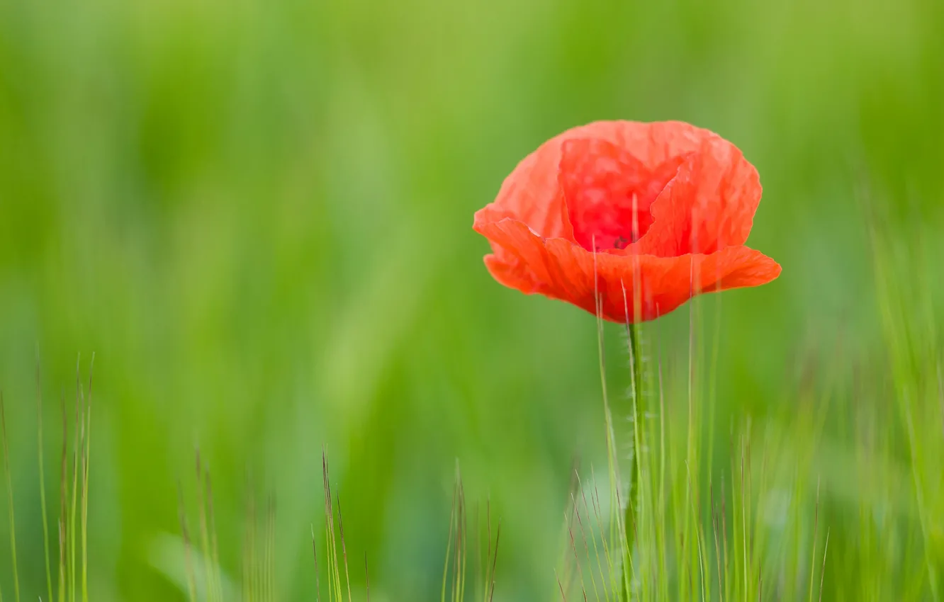 Photo wallpaper nature, Mac, petals, meadow