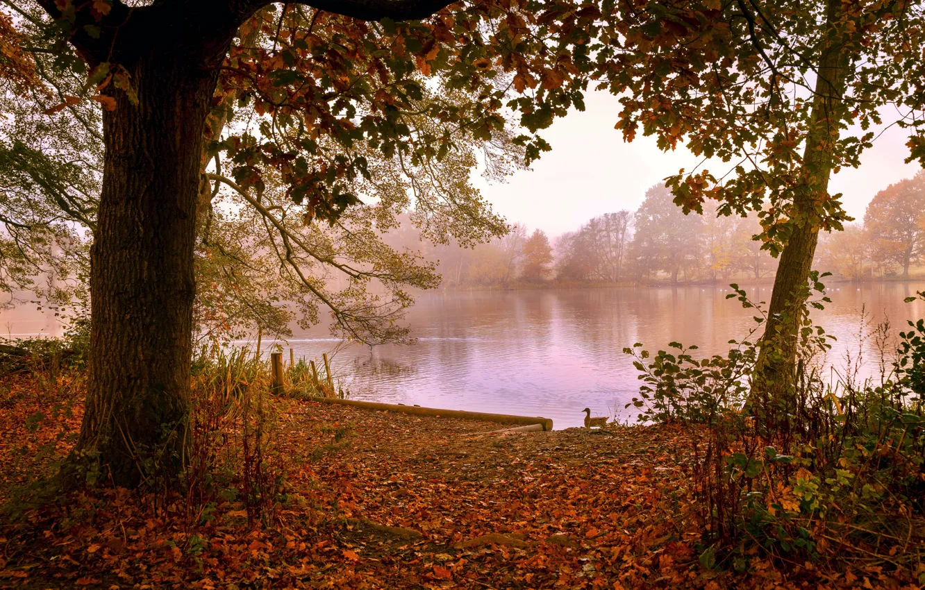 Photo wallpaper autumn, trees, branches, fog, lake, pond, bird, shore
