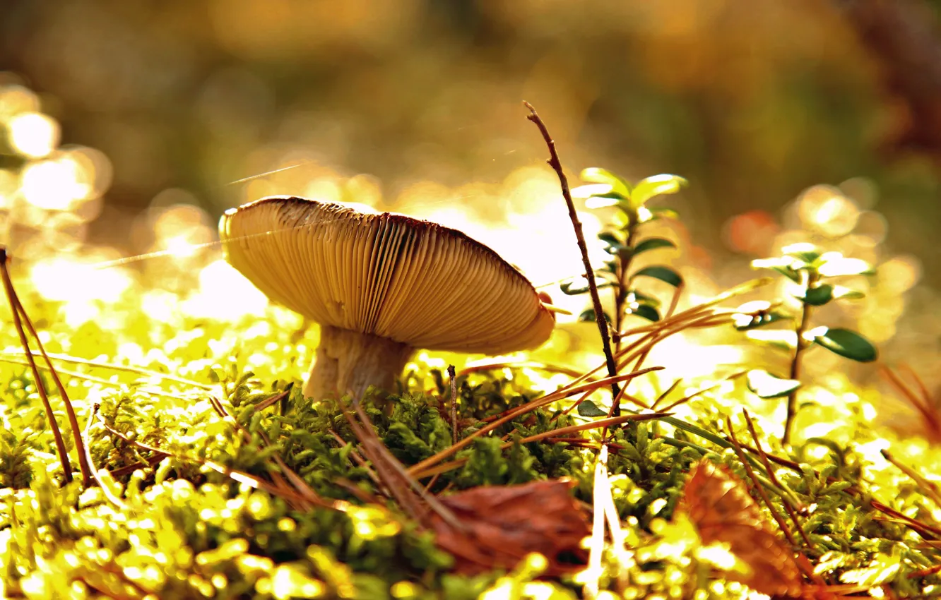 Photo wallpaper autumn, forest, mushroom