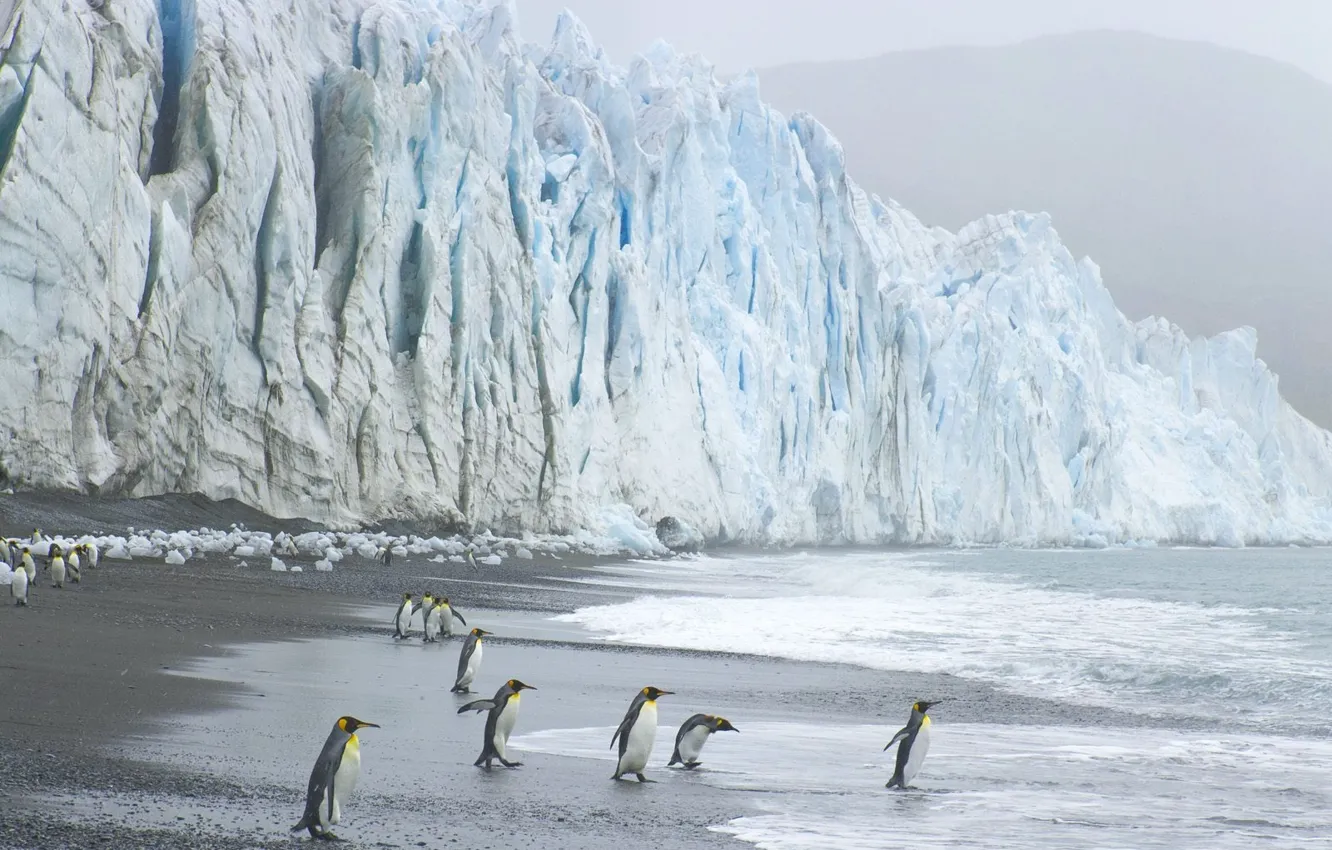 Photo wallpaper wave, penguins, glacier