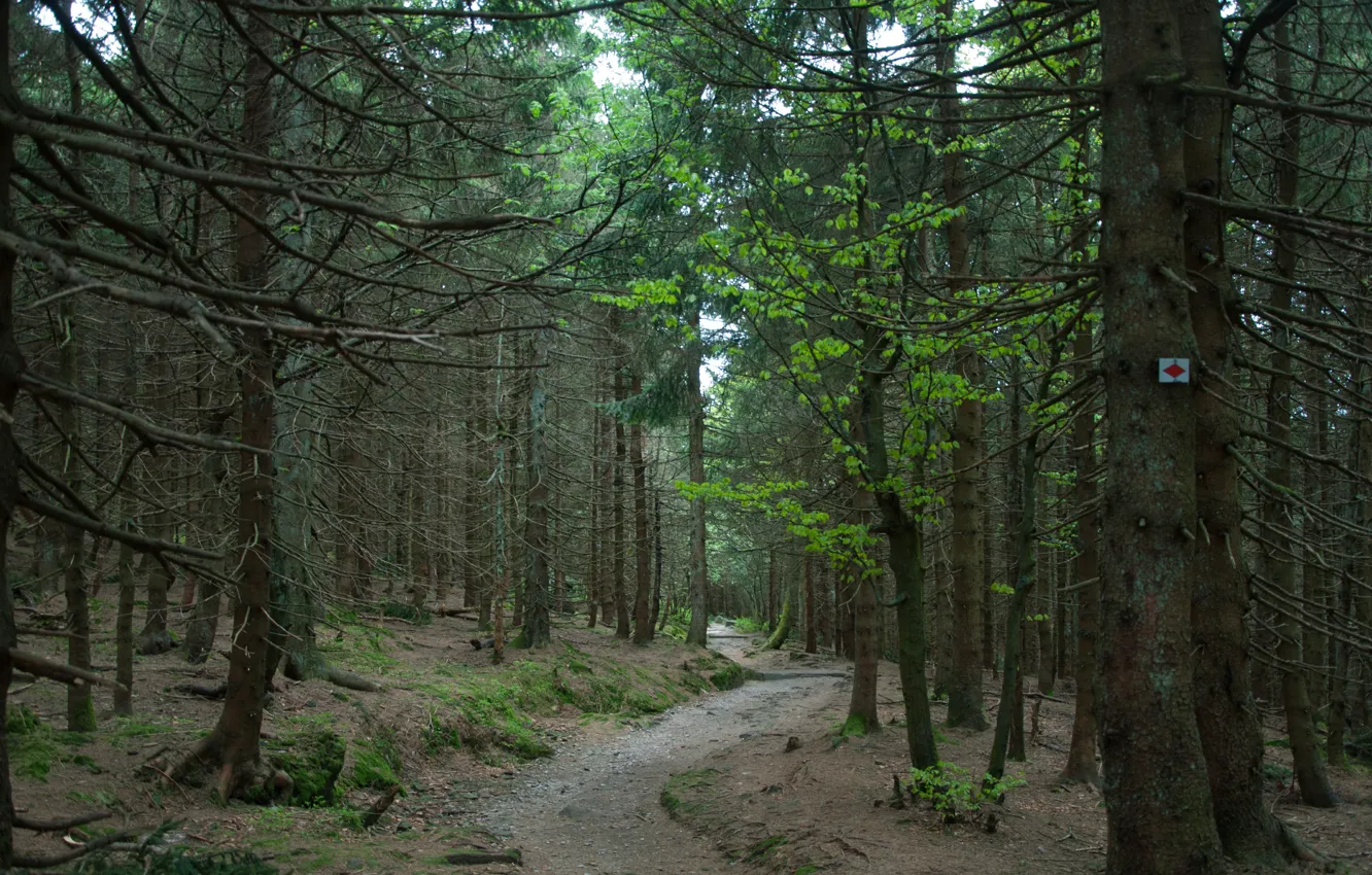 Photo wallpaper forest, Nature, trail, forest, nature, path