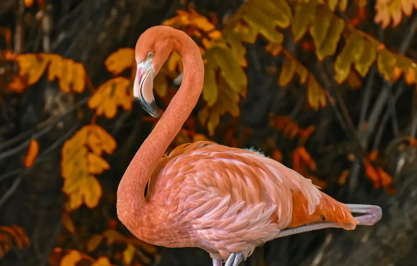 Photo wallpaper leaves, branches, nature, bird, Flamingo