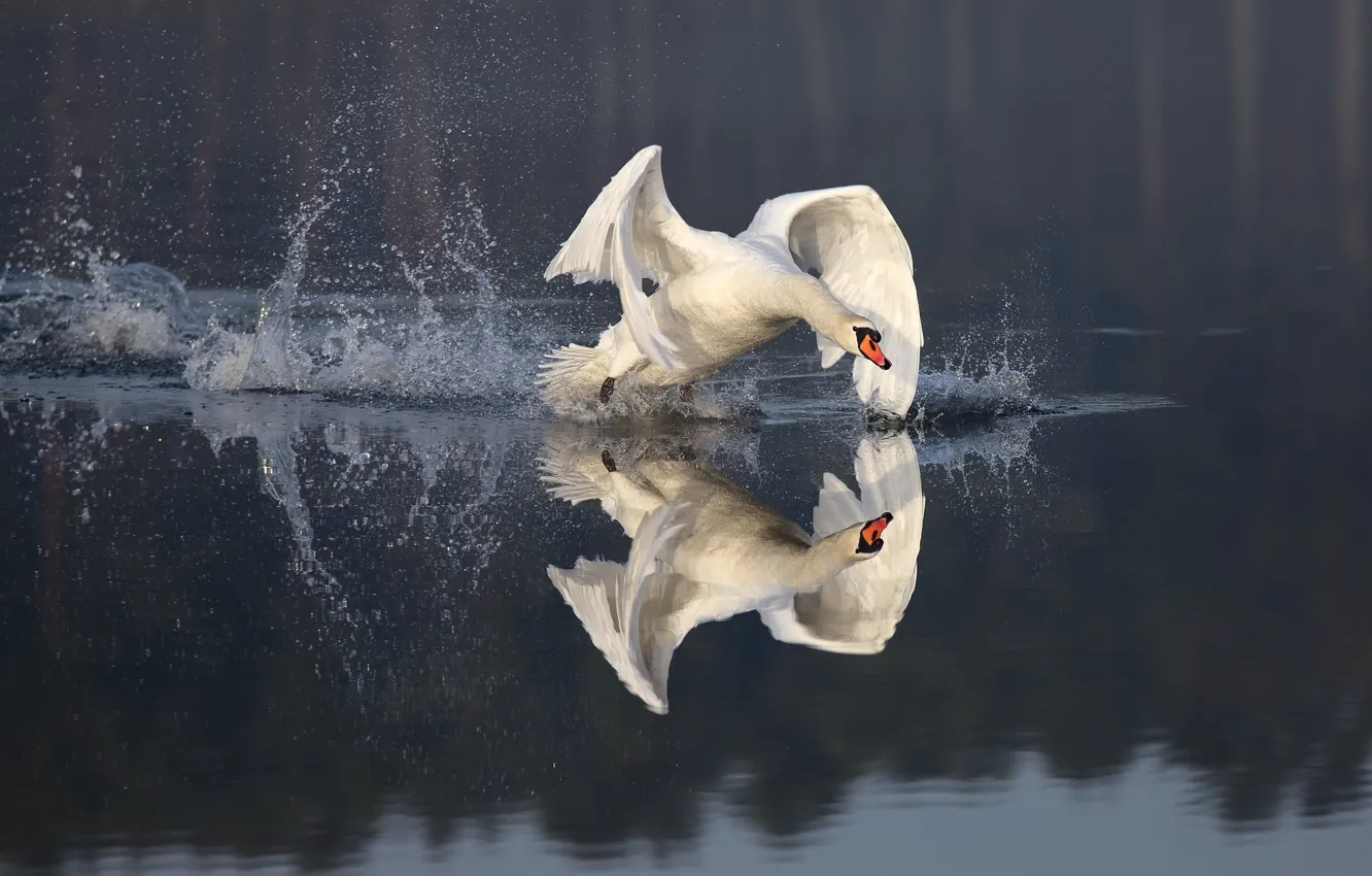 Photo wallpaper reflection, bird, swans, the rise, pond