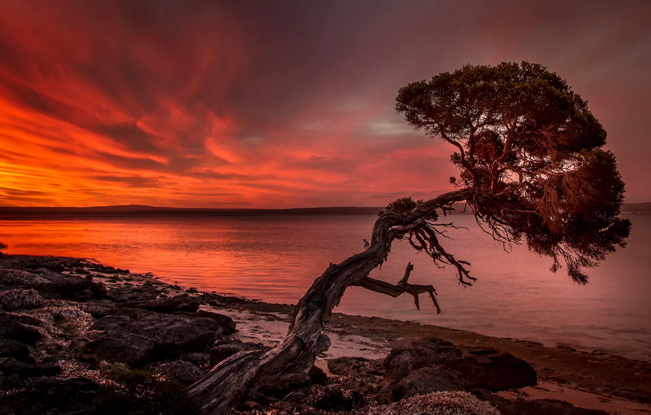 Photo wallpaper the sky, sunset, tree, shore, the evening, silhouette, pond, pine