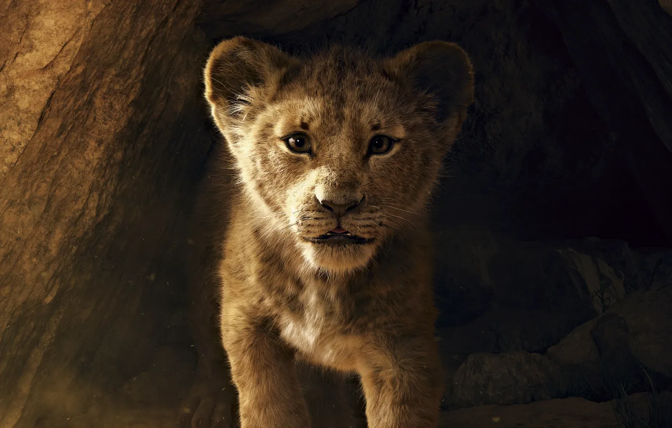 Photo wallpaper Disney, lion, The Lion King, movies, Simba, 2019 movies