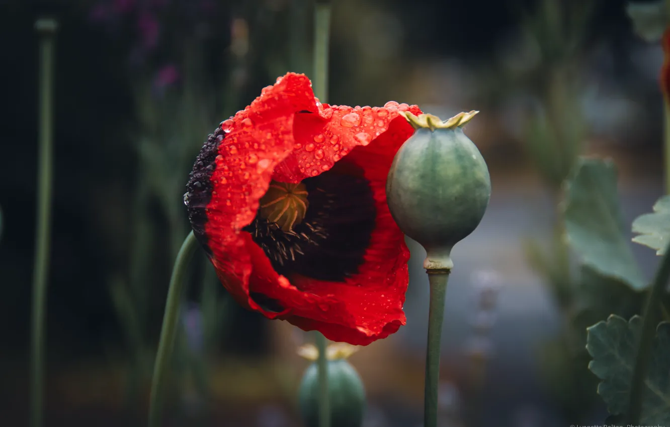 Photo wallpaper flowers, red, Mac, Maki, bokeh