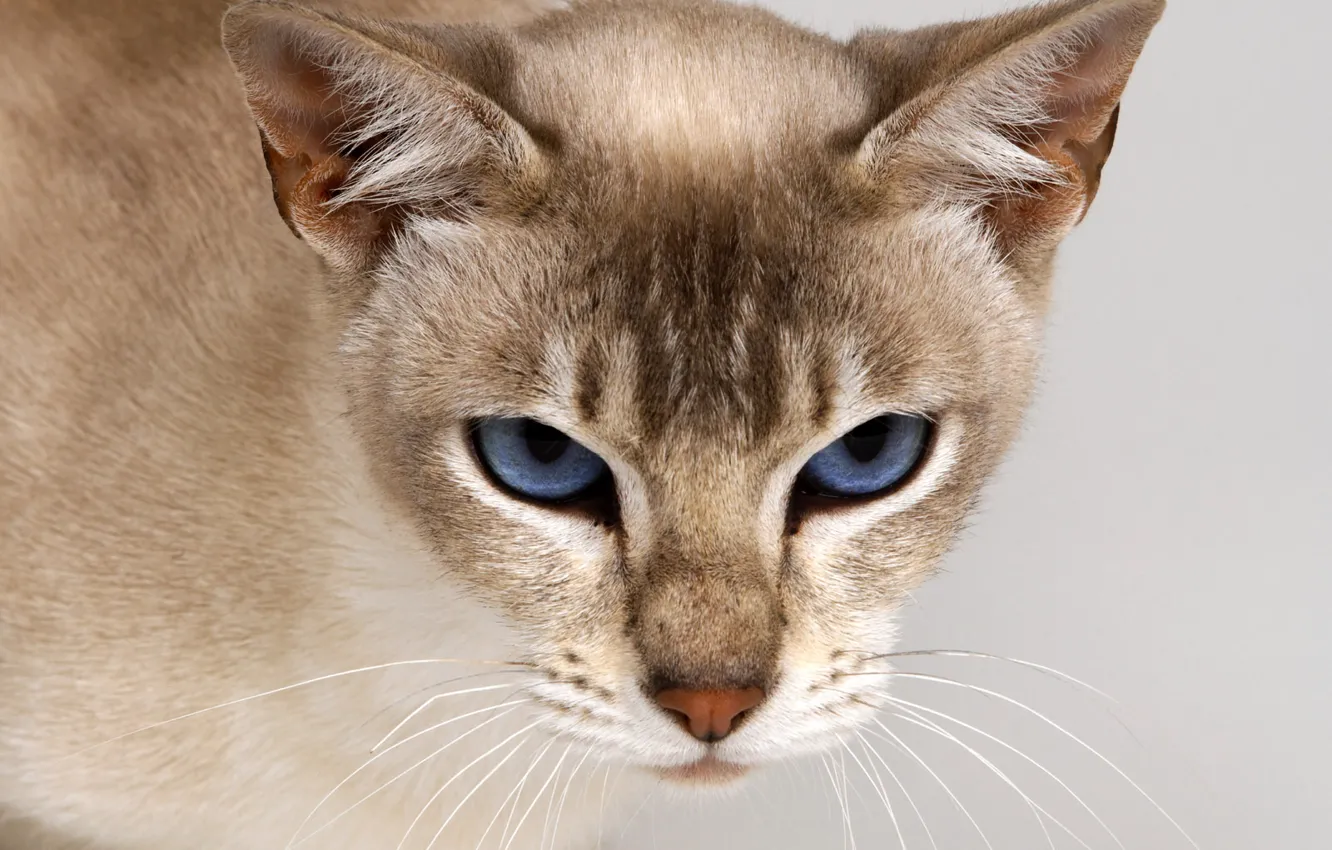 Photo wallpaper look, character, mood