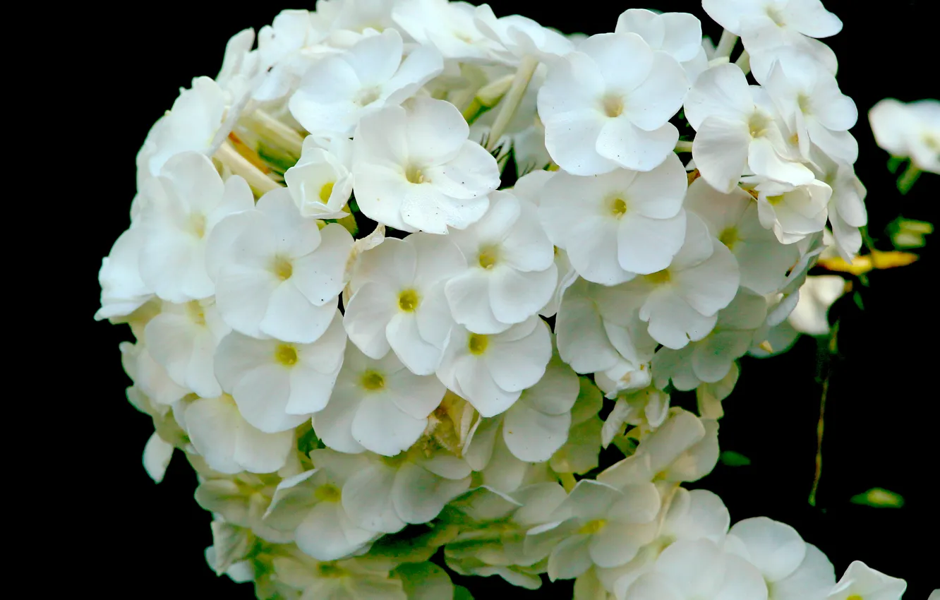 Photo wallpaper white, blooming, phlox