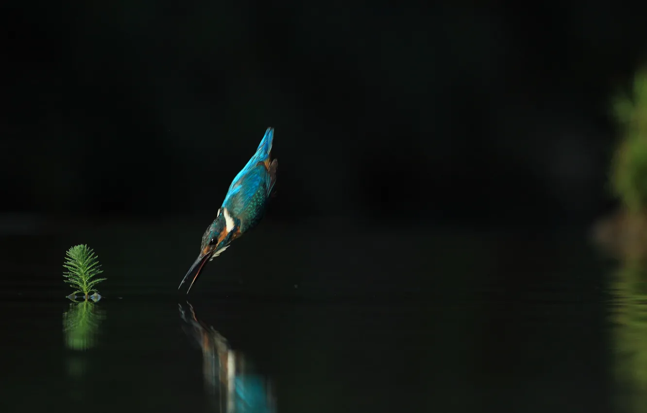 Photo wallpaper water, flight, Kingfisher, bird