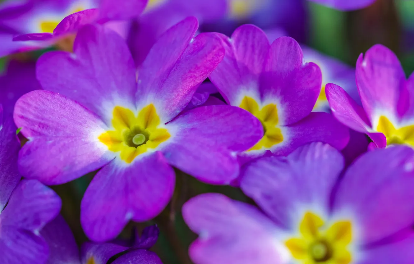 Photo wallpaper flowers, carpet, petals, flowerbed