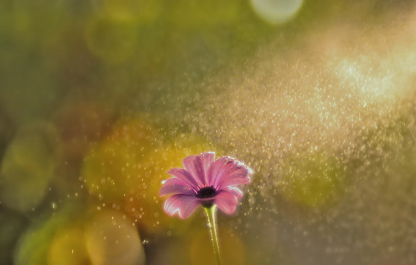 Photo wallpaper flower, glare, pink, petals, bokeh, Daisy, in the rain