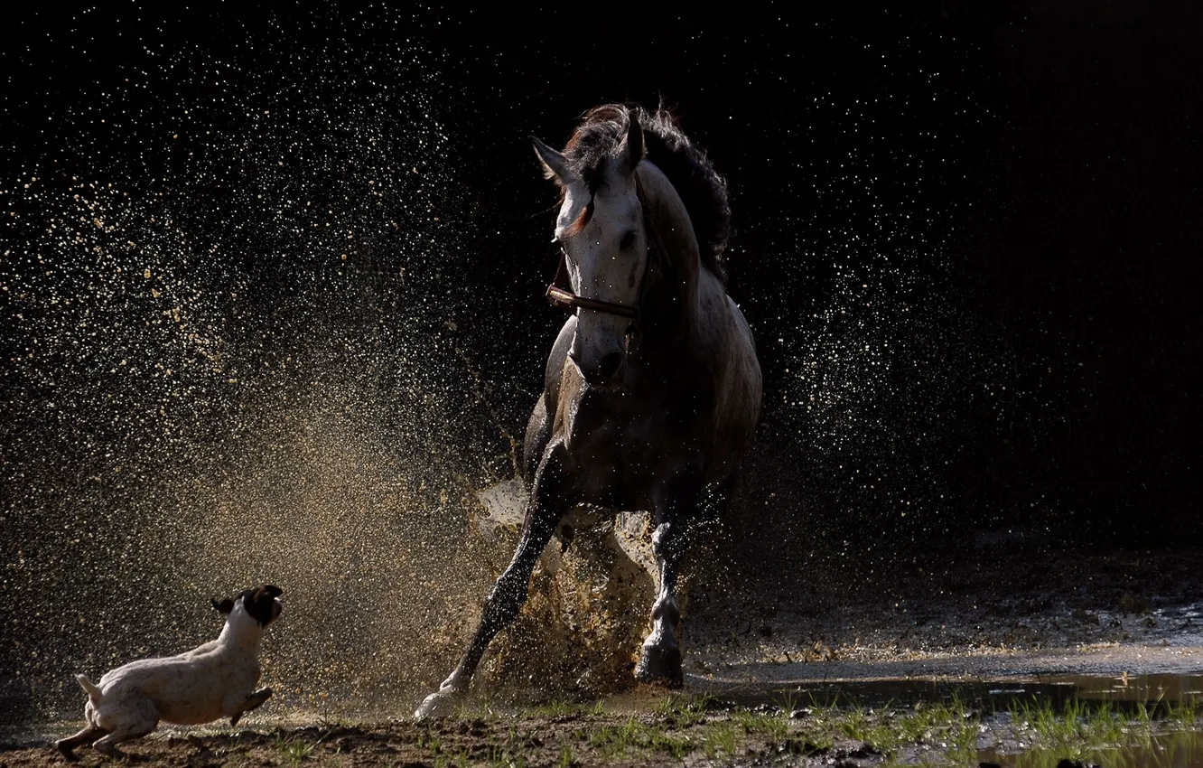 Photo wallpaper squirt, horse, dog