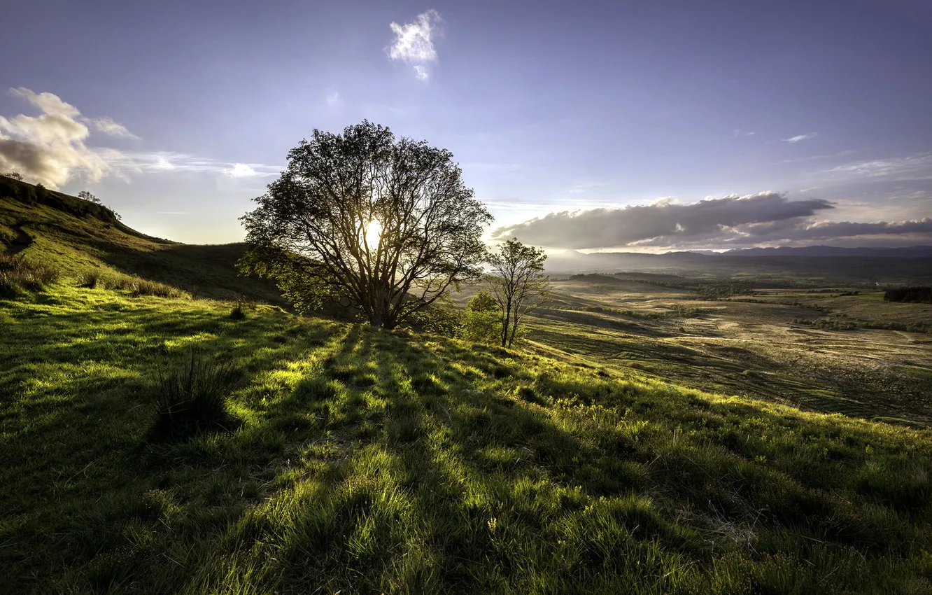 Photo wallpaper field, trees, landscape, morning