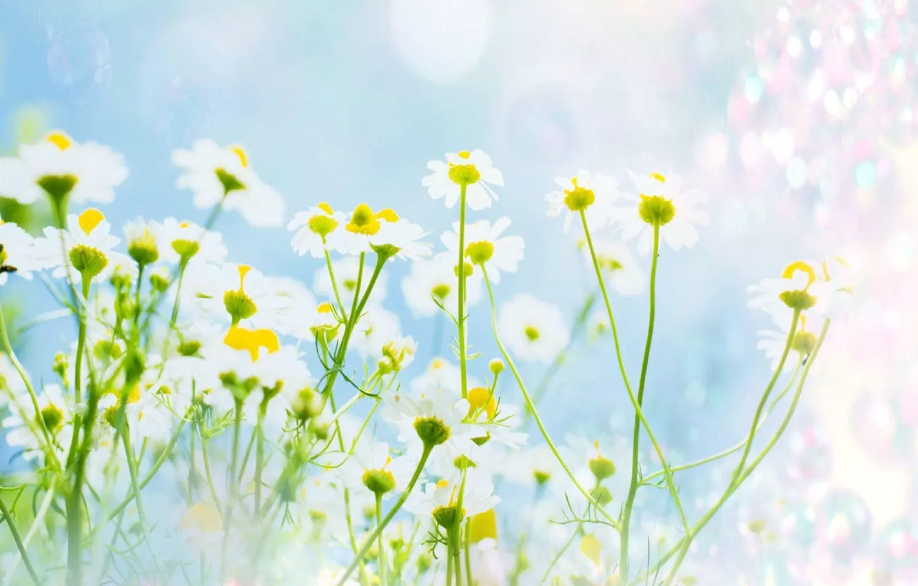 Photo wallpaper summer, flowers, chamomile