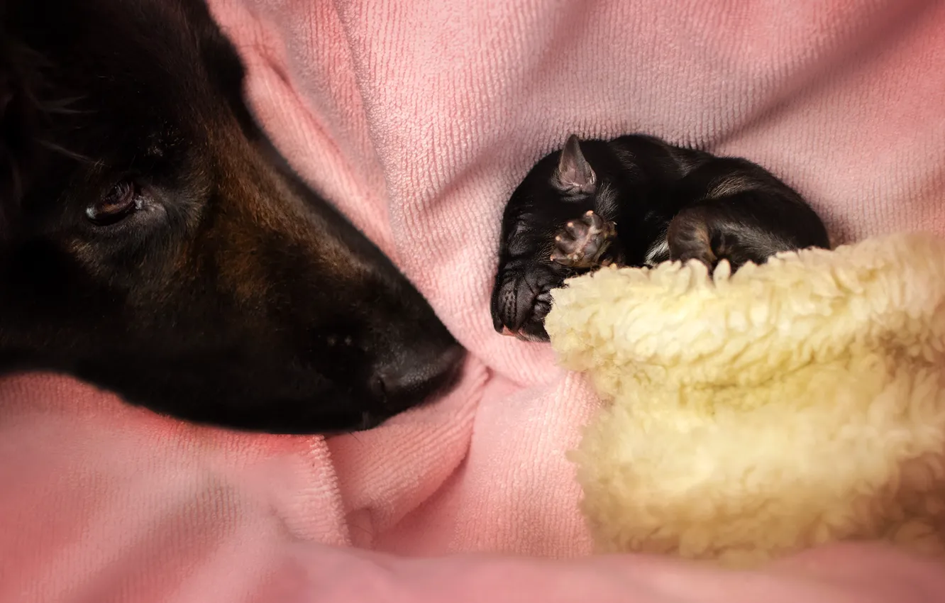 Photo wallpaper face, animal, dog, puppy, cub, Ekaterina Kikot