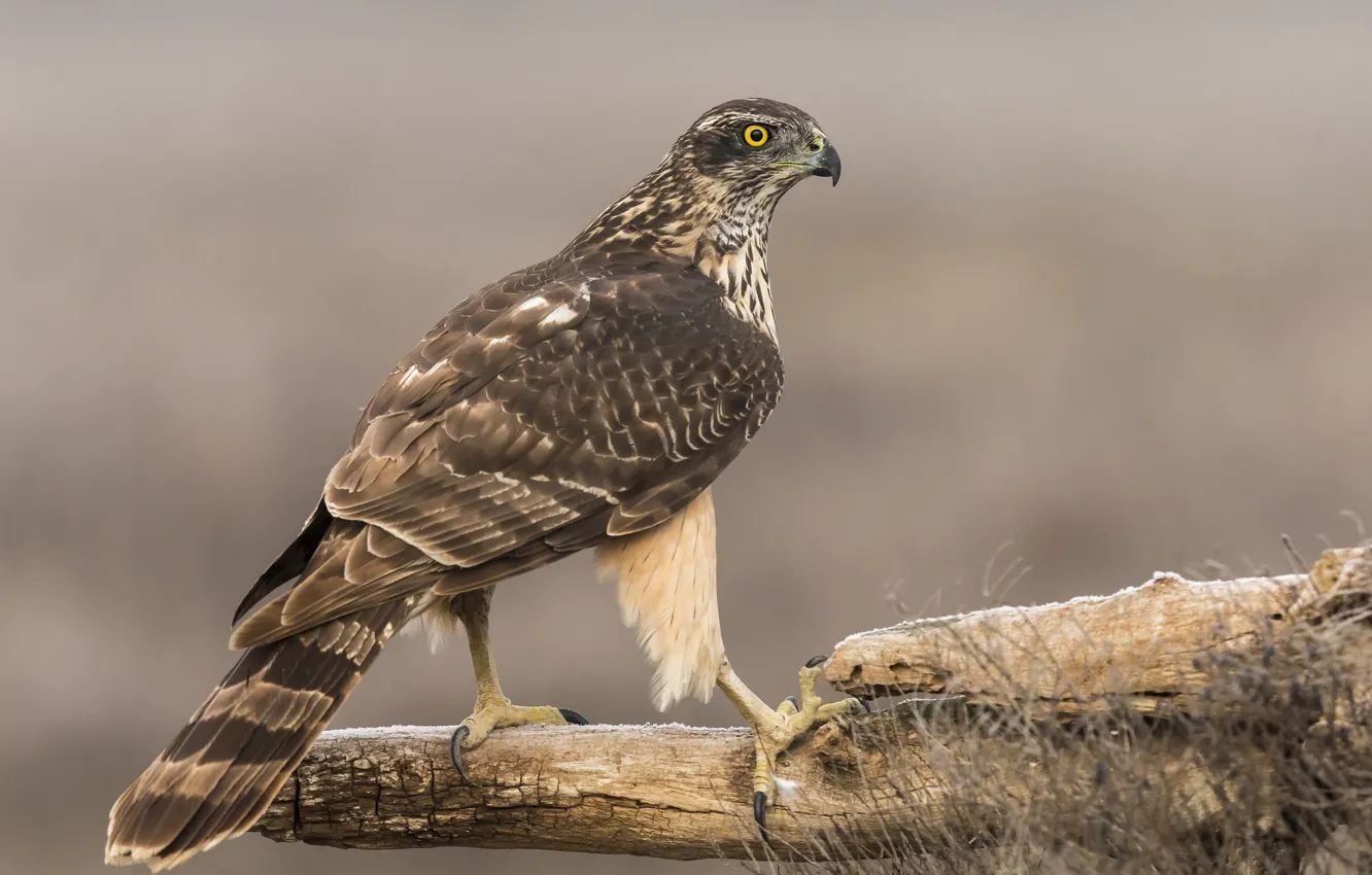 Photo wallpaper background, bird, predator