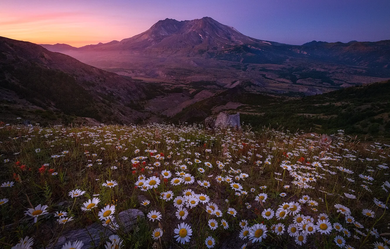 Photo wallpaper flowers, mountains, chamomile