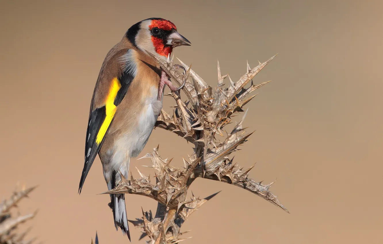 Photo wallpaper bird, barb, goldfinch